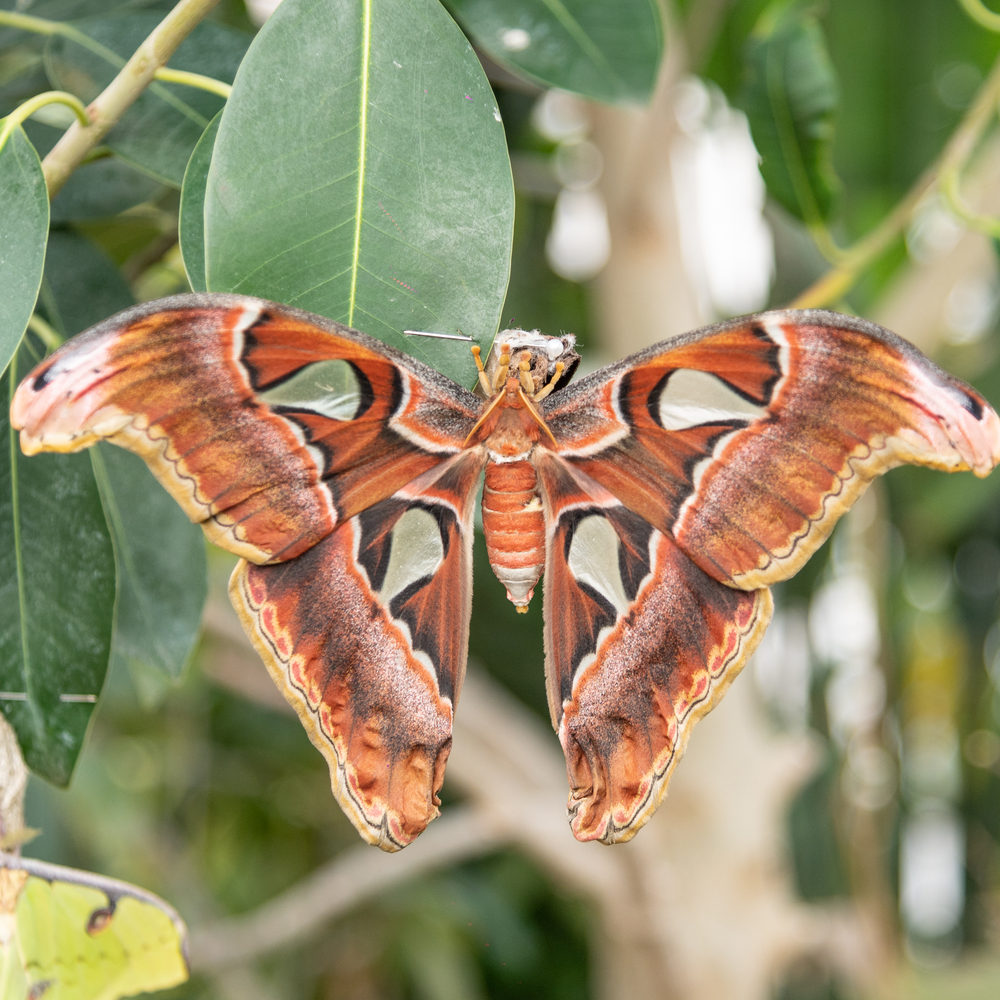 Attacus atlas