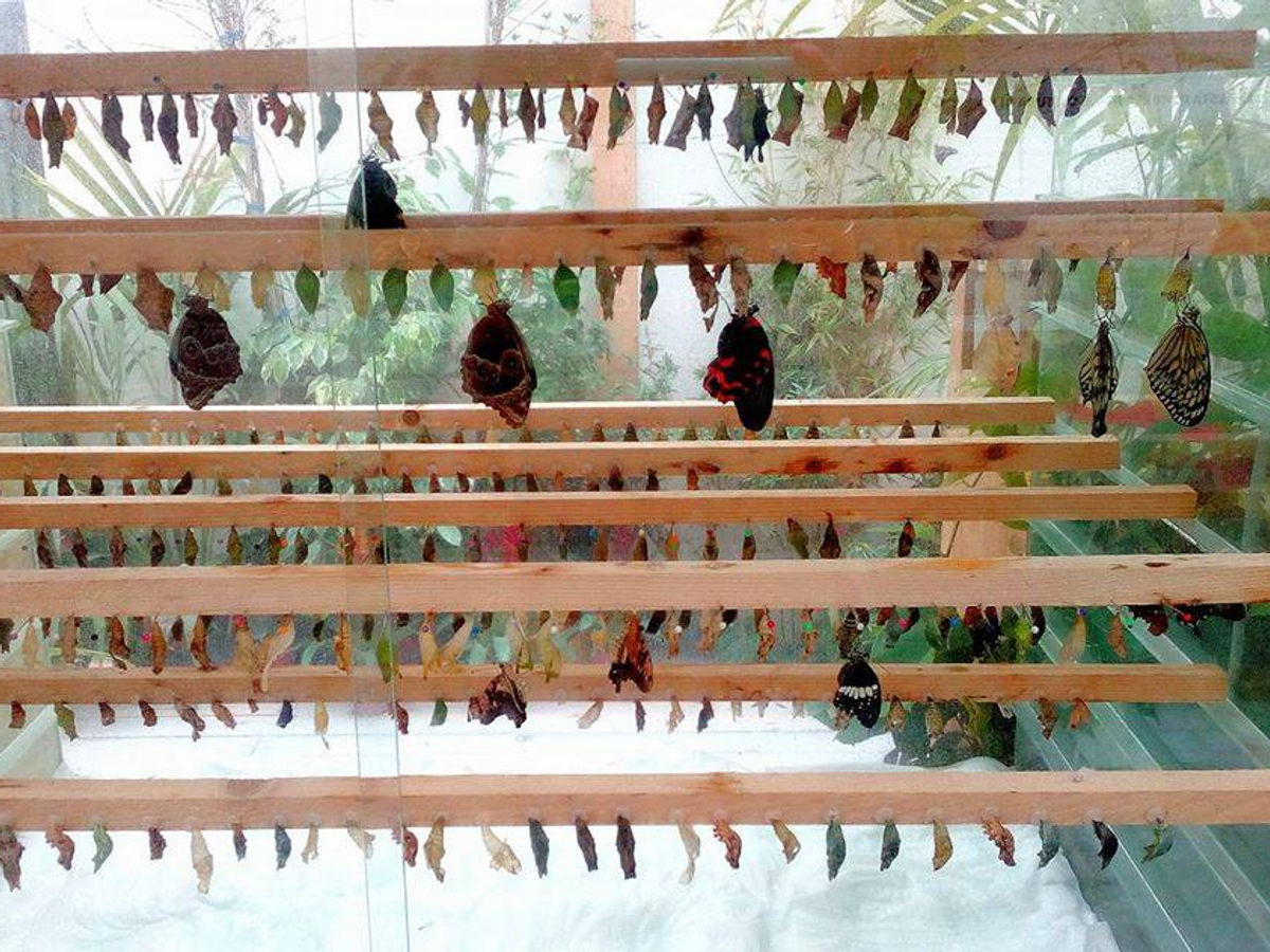 Crisalidi appese nella nursery