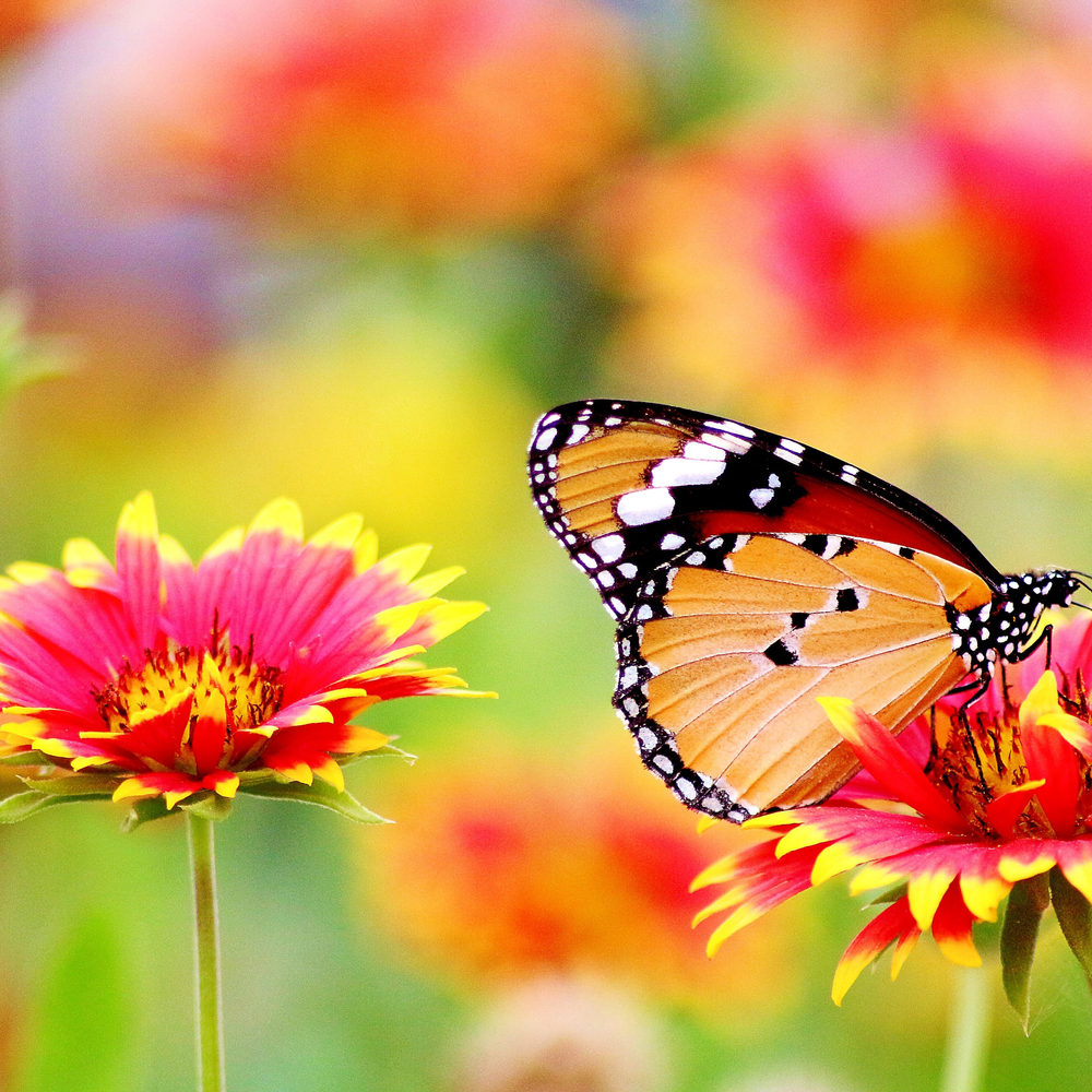 Danaus chrysippus su un fiore rosso