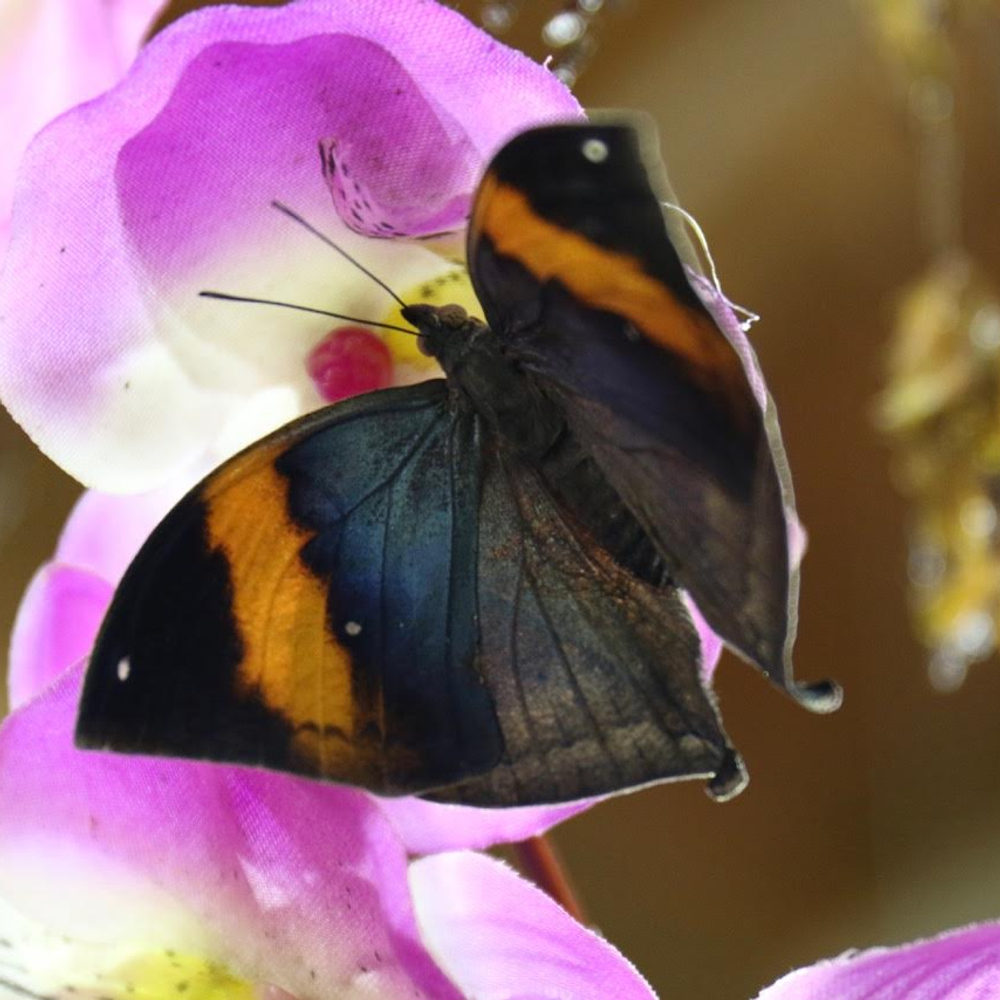 Kallima, la farfalla foglia