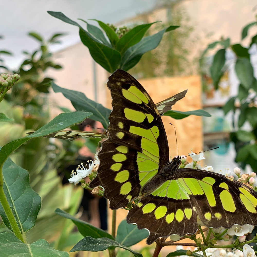 Siproeta stelenes, la malachite