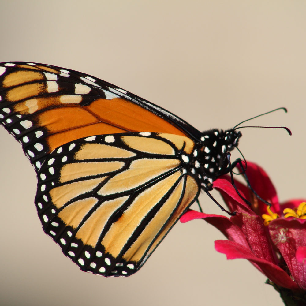 Farfalla monarca su un fiore