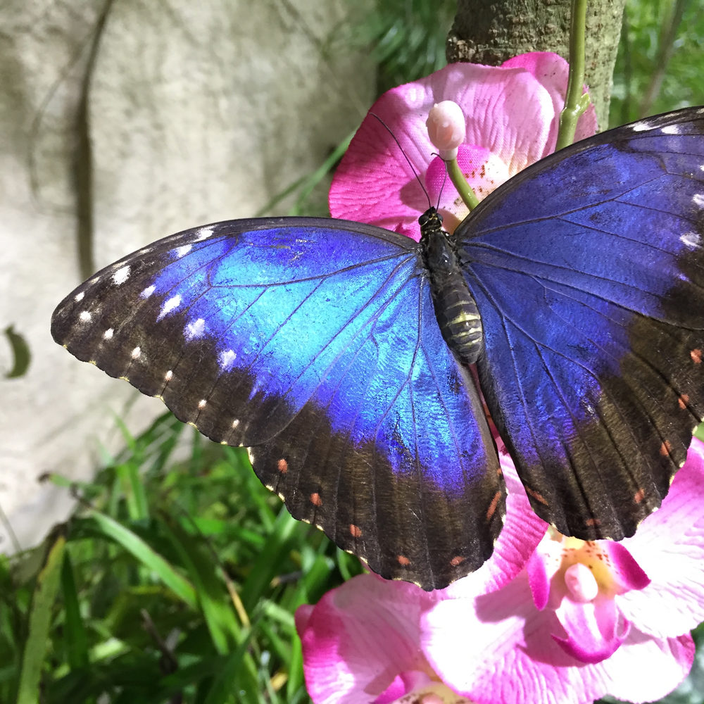 Morpho blu posata su un fiore rosa