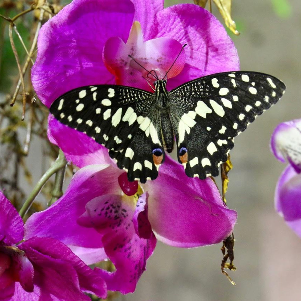 Papilio demoleus su un'orchidea