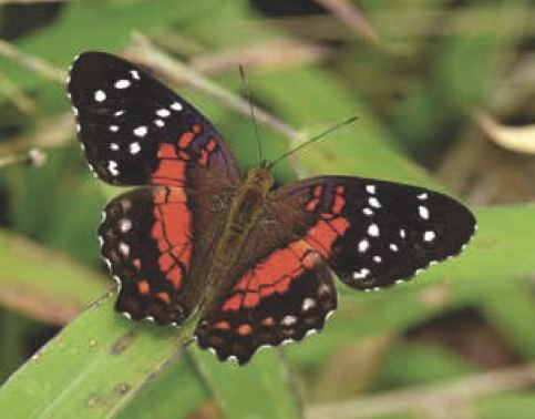 Anartia amathea