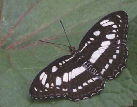 Athyma perius