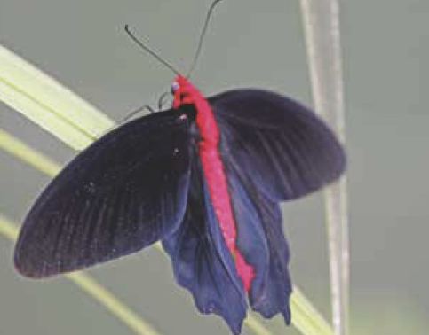 Atrophaneura semperi