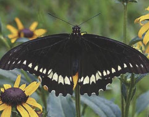 Battus polydamas
