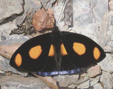 Catonephele numilia