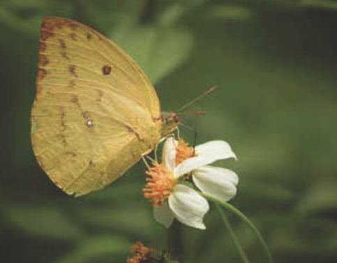 Catopsilia pomona