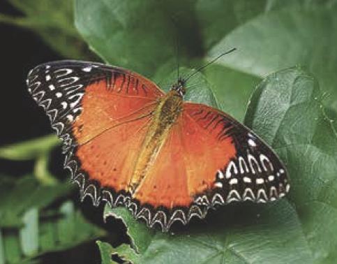 Cethosia biblis
