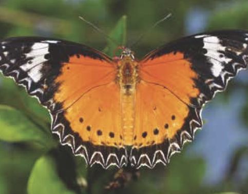 Cethosia cyane