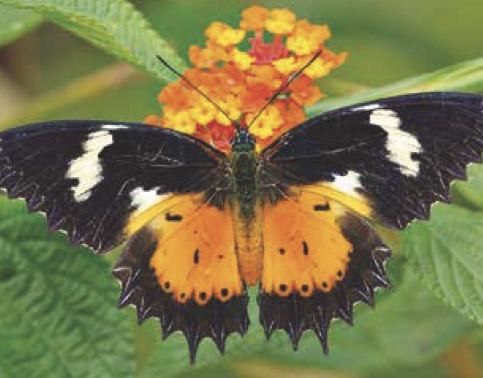 Cethosia hypsea