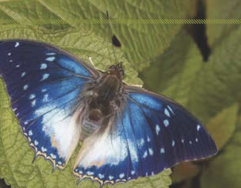 Charaxes cithaeron