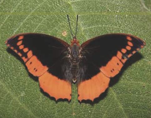Charaxes protoclea