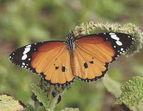 Danaus chrysippus (monarca africano)
