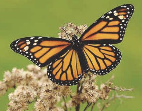 Danaus plexippus (monarca)