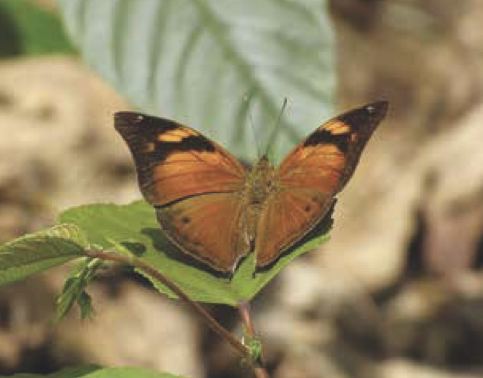 Doleschallia bisaltide