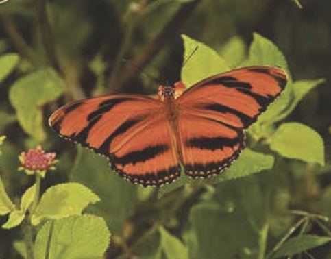 Dryadula phaetusa