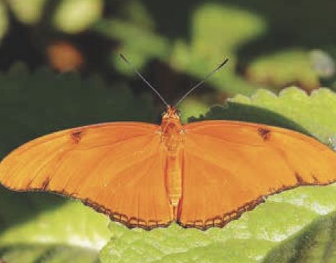 Dryas julia