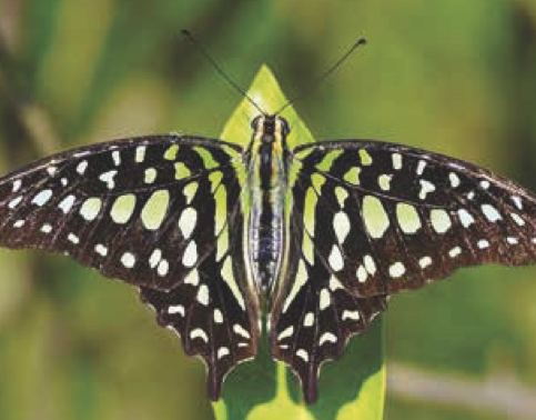 Graphium agamemnon