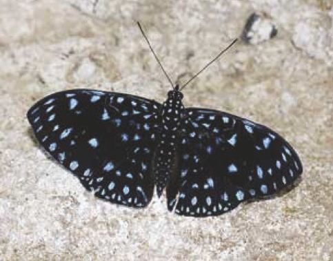 Hamadryas laodamia