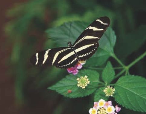 Heliconius charithonia (farfalla zebra)