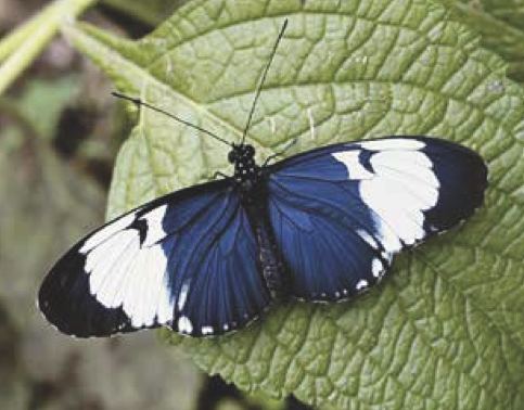 Heliconius cydno