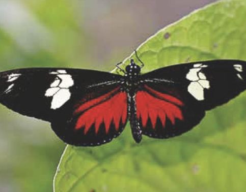 Heliconius doris