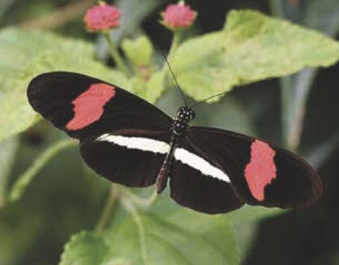 Heliconius erato