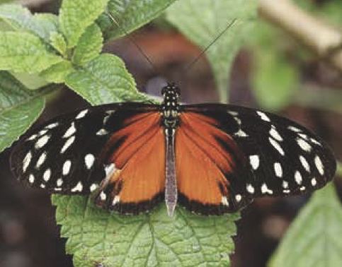 Heliconius hecale