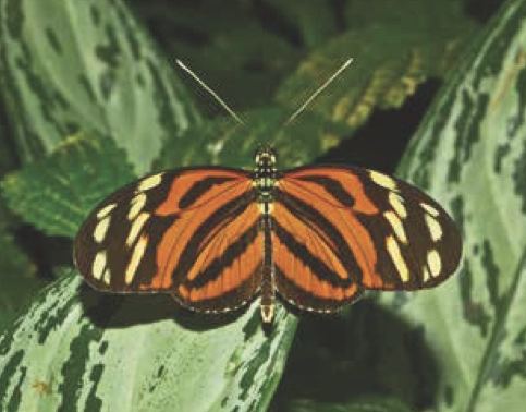 Heliconius ismenius