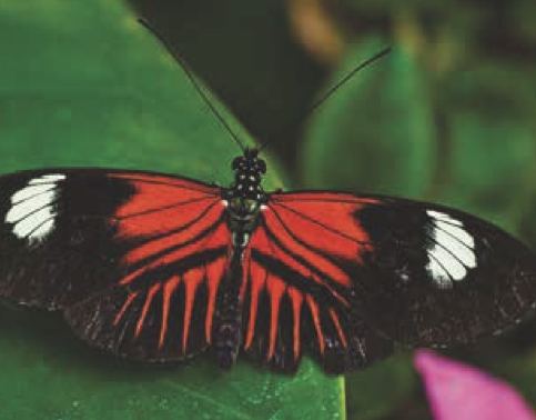 Heliconius melpomene