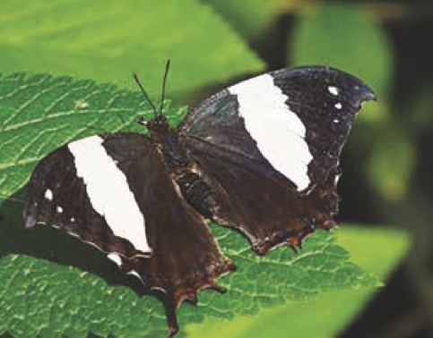 Hypna clytemnestra