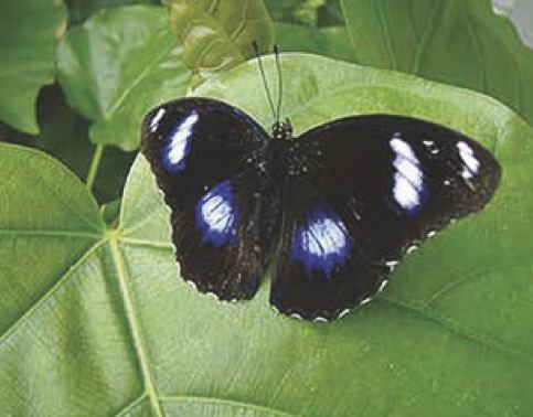 Hypolimnas bolina