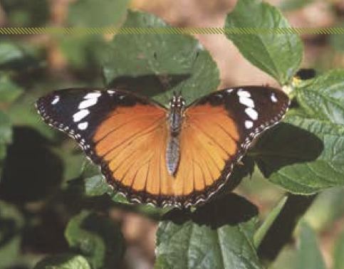 Hypolimnas misippus