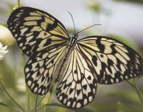 Idea leuconoe (ninfa degli alberi)