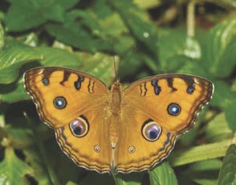 Junonia almana