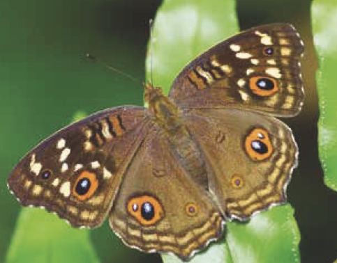 Junonia lemonias
