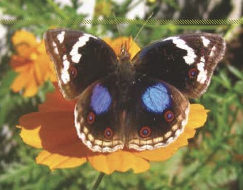 Junonia oenone