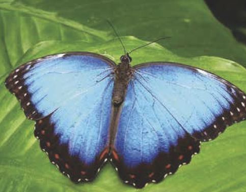 Morpho peleides (Morpho blu)