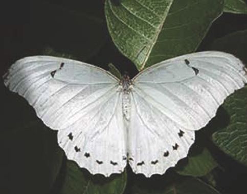 Morpho polyphemus (Morpho bianca)