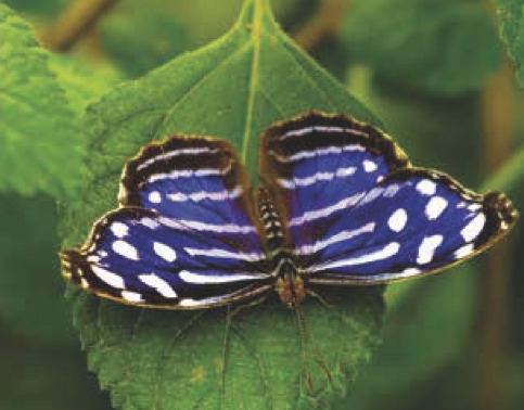 Myscelia cyaniris