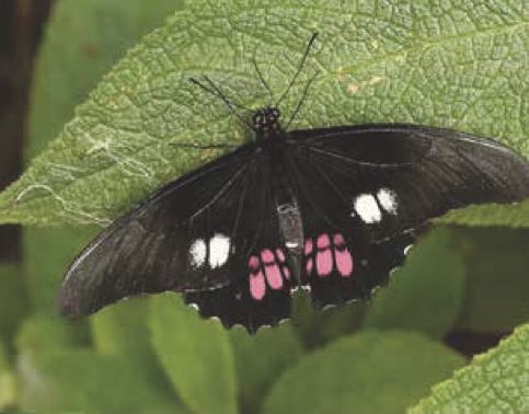 Papilio anchisiades