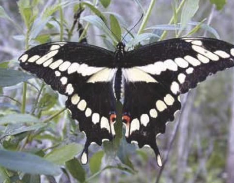 Papilio cresphontes