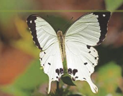 Papilio dardanus