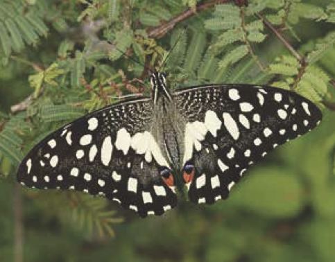 Papilio demoleus