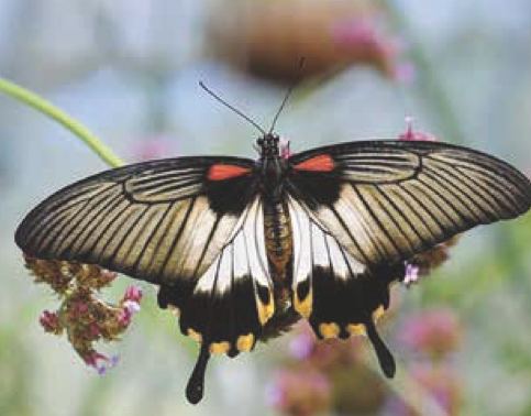 Papilio memnon