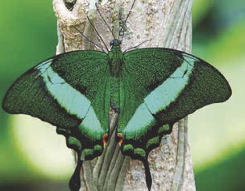 Papilio palinurus (smeraldo)