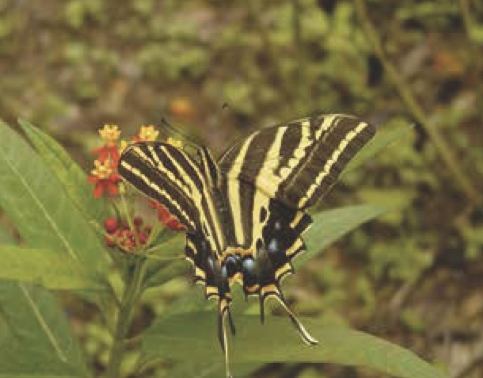 Papilio pilumnus